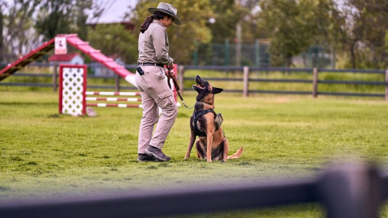 Comment devenir comportementaliste canin