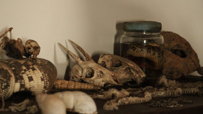 Comment devenir taxidermiste et exercer ce métier rare