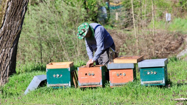 Comment devenir apiculteur professionnel ?